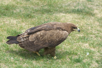 eagle
