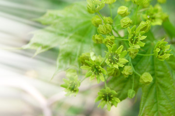 Spring flowers background