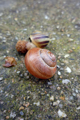 coquilles d'escargot