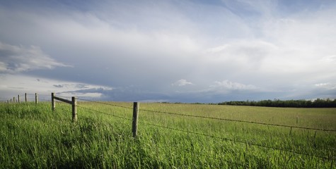 Fototapeta na wymiar Field of crops with fence