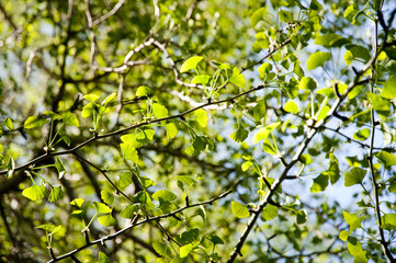 tree
