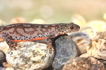 Alpine newt