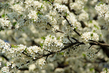 Kirschblüte - cherry blossom 35