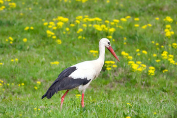 Obraz premium White stork