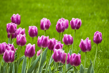 Obraz premium purple tulips
