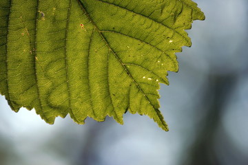 foglia verde controluce