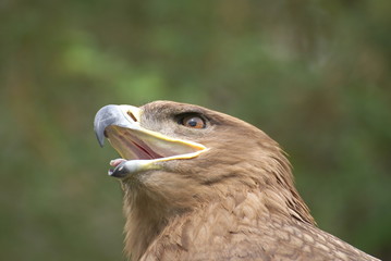 eagle