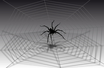 araignée sur ca toile