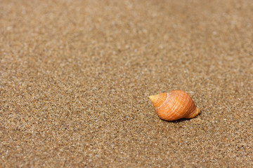Seashell on the sand