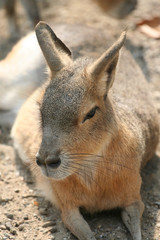canguro