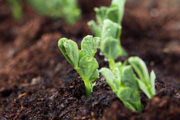New plant in row with water drops growing from soil