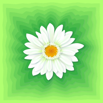White Gerbera Flower