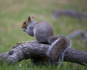 eating squirrel