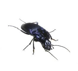 muscular bug