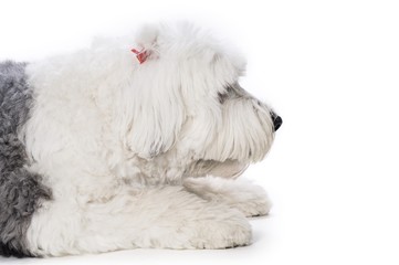 Sheepdog on white background..