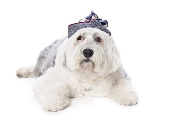 Sheepdog on white background..