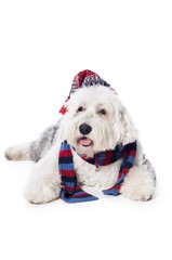 Dog with hat and scarf