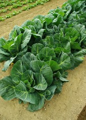 Naklejka premium 畑の野菜