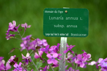 lunaria annua - fiori