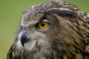 European Eagle Owl V (Bubo bubo)