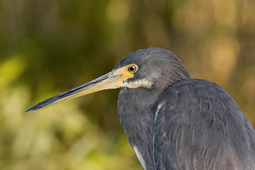 Little Blue Heron