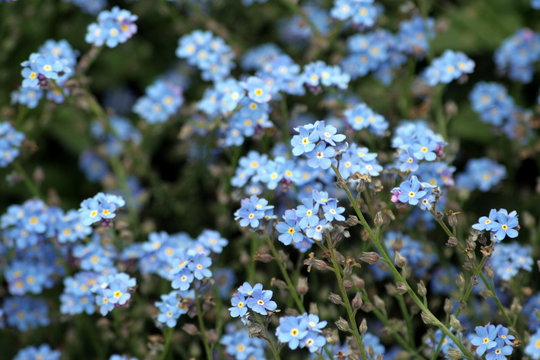 fiori myosotis