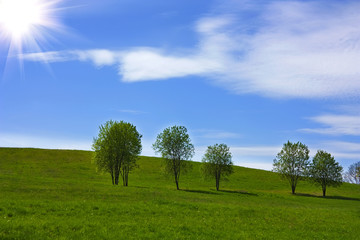 grass trees on hill, blue sky