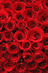 Hintergrund mit roten Rosen