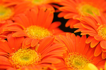 Orange gerber flower