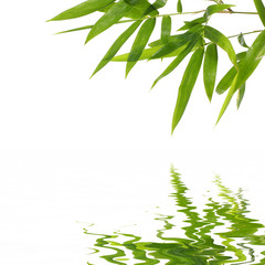 bamboo leaves with reflection
