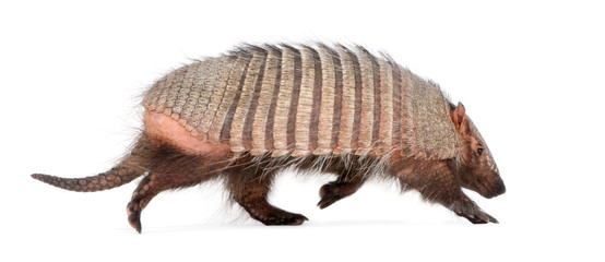 Obraz premium Armadillo - Dasypodidae - Cingulata