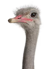 Deurstickers Struisvogel close-up op het hoofd van een struisvogel