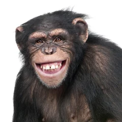 Abwaschbare Fototapete Affe Junger Schimpanse - Simia troglodytes (6 Jahre alt)