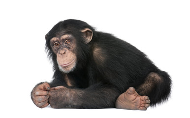 Fototapeta premium Młody szympans - Simia troglodytes (5 lat)