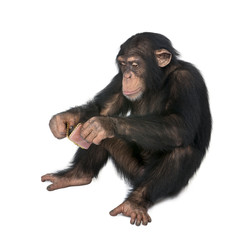 Fototapeta premium Młody szympans oglądający się w lustrze - Simia tr