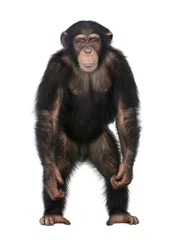 Fotobehang Aap Jonge chimpansee die opstaat als een mens - Simia troglodytes (5 .)