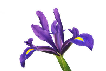 Purple Dutch Iris isolated on white background