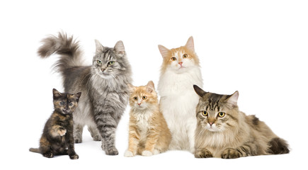Group of 5 cats in a row : Norwegian, Siberian and persian cat
