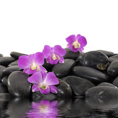Fototapeta na wymiar Purpurowa orchidea i czarne kamienie z refleksji