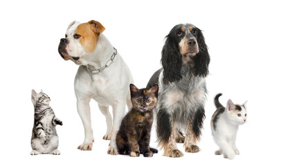 Obraz premium Group of pets : dogs and cats