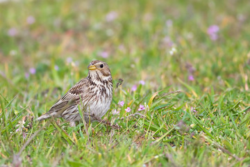 Corn bunting