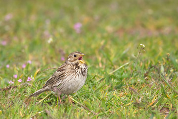 Corn bunting
