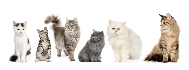 Group of cats in a row : Norwegian, Siberian and persian cat