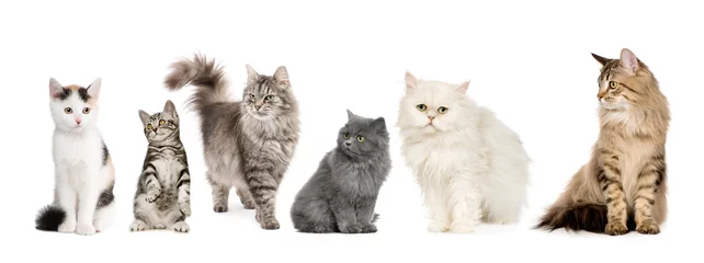 Zelfklevend Fotobehang Kat Groep katten op een rij: Noorse, Siberische en Perzische kat
