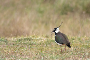 Lapwing