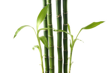 Fototapeta premium Bamboo shoots on white background