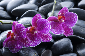 mooie orchidee detail stilleven spa stenen