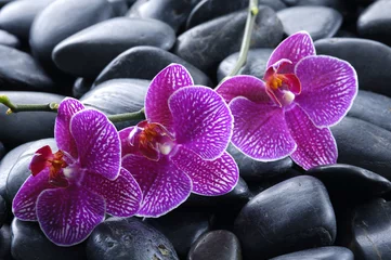Deurstickers Orchidee mooie orchidee detail stilleven spa stenen
