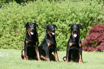 trois copains beaucerons montent la garde dans la propriété