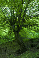 Fototapeta premium Tree